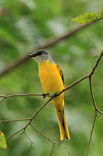 灰喉山椒鳥雌鳥