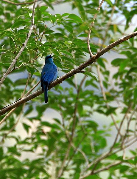 銅藍鶲雄鳥