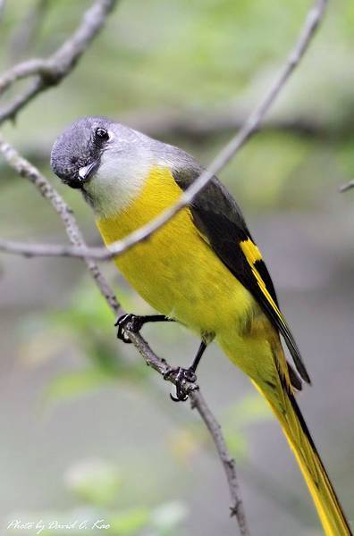 灰喉山椒鳥母鳥