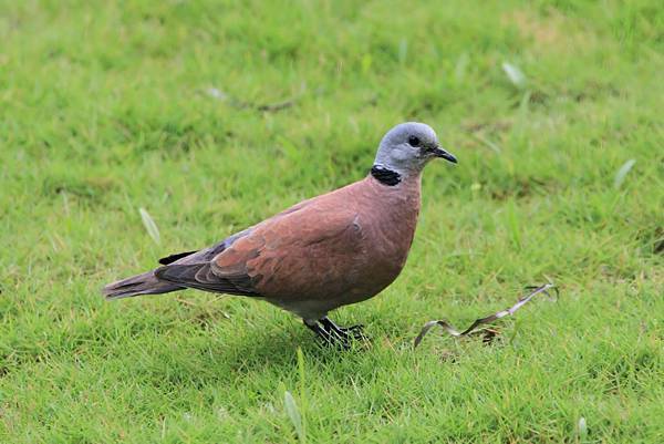 千尋家的野生動物 紅鳩 千尋的相簿集 痞客邦