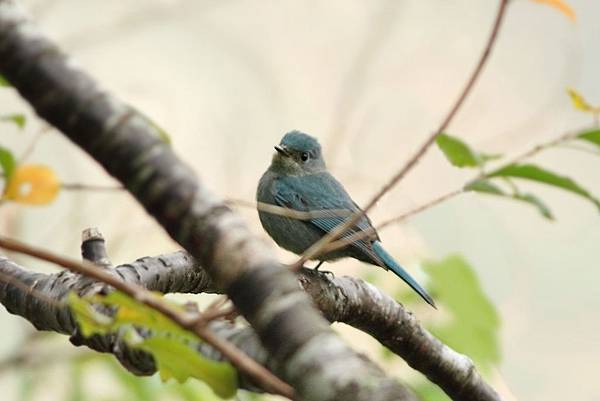 銅藍鶲母鳥 - 稀有冬候鳥