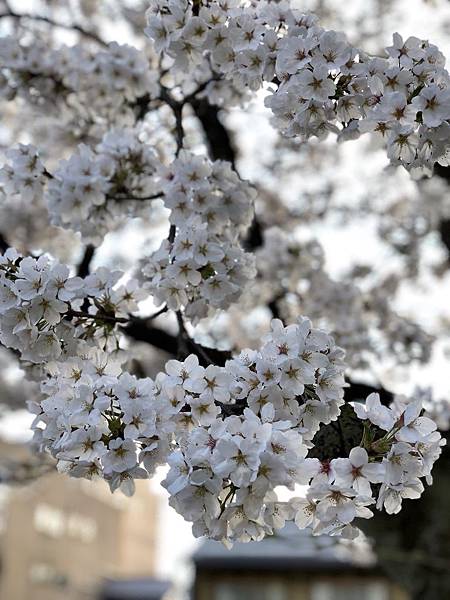 2018日本高山，白川，松本，明古屋之旅_180425_0020.jpg