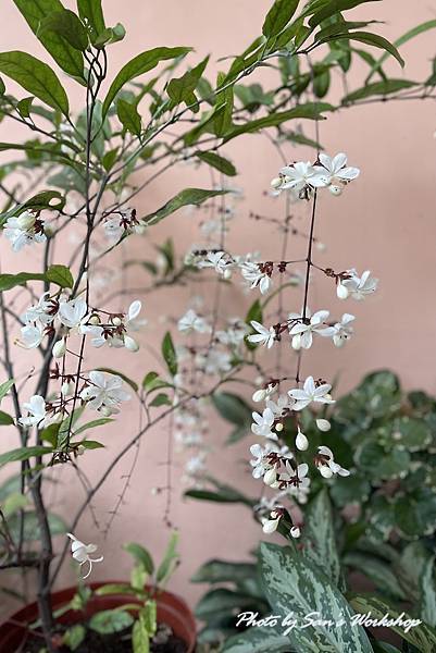 簡單又好吃的起司年糕派