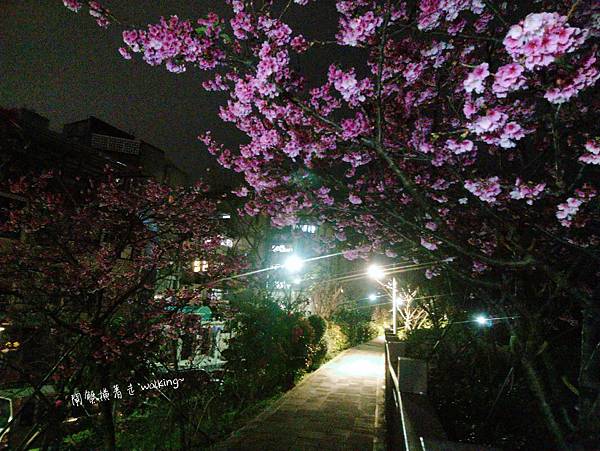 樂活公園-賞夜櫻 (3).jpg