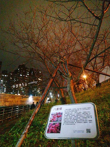 樂活公園-賞夜櫻 (9).jpg