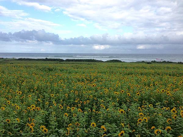 海邊向日葵花海5