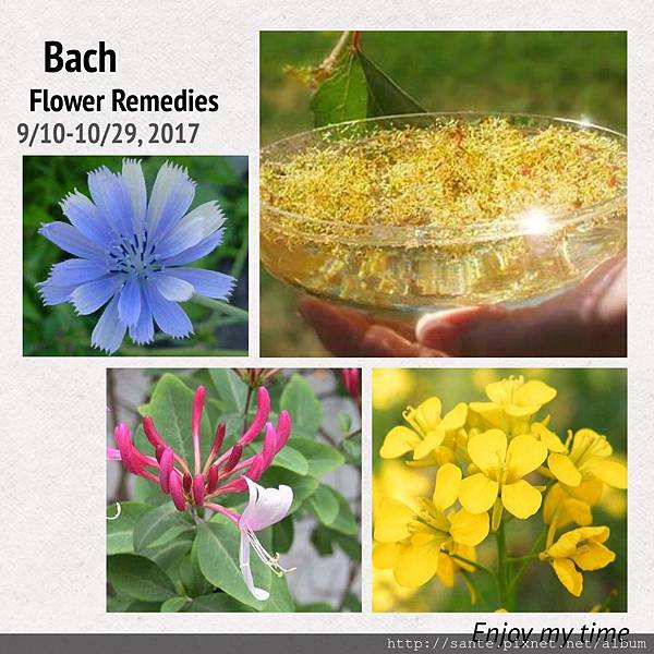 Bach Flower Remedies