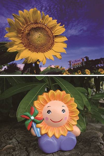 向日葵new.jpg 向日葵new.jpg