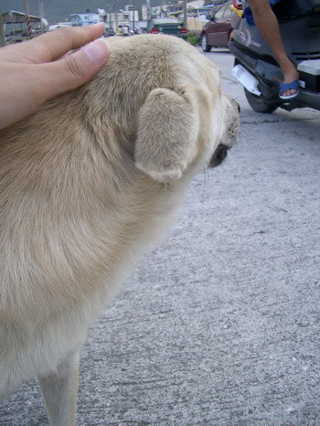 蘭嶼路邊流浪狗