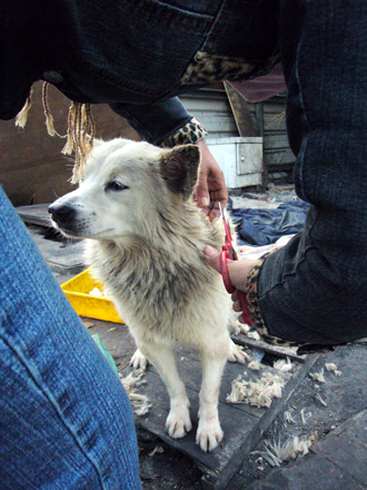 小白1號很享受剪髮