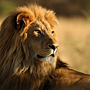 African-Lion_resized