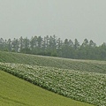 北海道 花田'.jpg