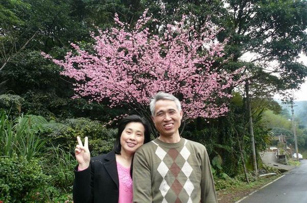 爸媽和櫻花