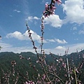 08-滿山的桃花.JPG