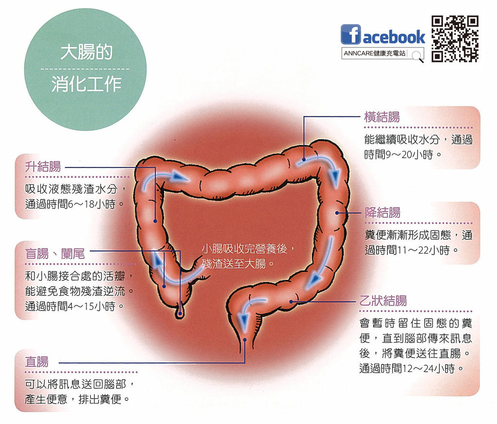 大腸的消化工作