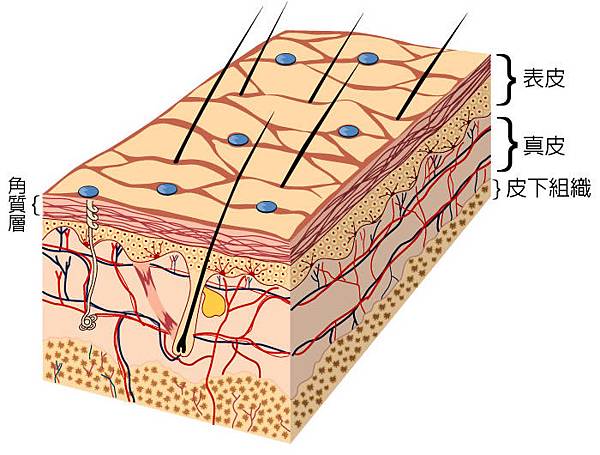 皮膚構造
