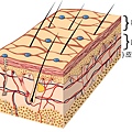 皮膚構造