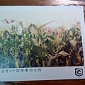 caster corn field 1