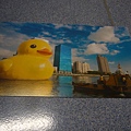 黃色小鴨來高雄 Rubber Duckie in Kaohsiung 0