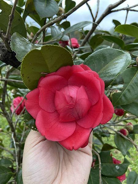 CD2FA3D2-D327-455E-AFB3-51EB775BCA1D.jpeg CD2FA3D2-D327-455E-AFB3-51EB775BCA1D.jpeg