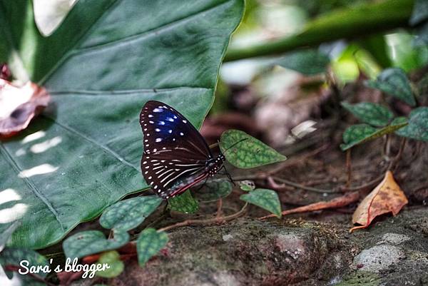 ED378B20-DC29-4605-B327-959F8C7F7F34.jpeg ED378B20-DC29-4605-B327-959F8C7F7F34.jpeg