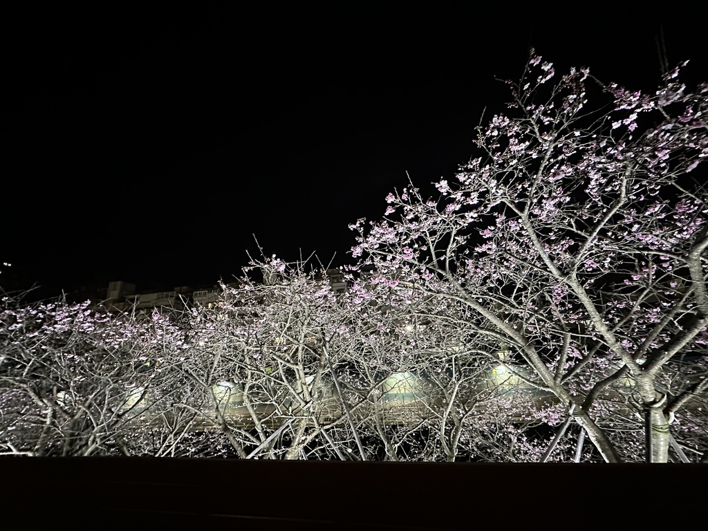 2025 台北賞夜櫻的好地方,內湖樂活公園賞花趣! 2025 台北賞夜櫻的好地方,內湖樂活公園賞花趣!