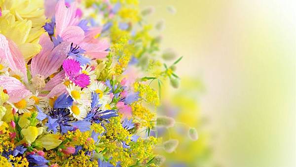 flowers_blur_field-Plants_HD_Wallpapers_1366x768