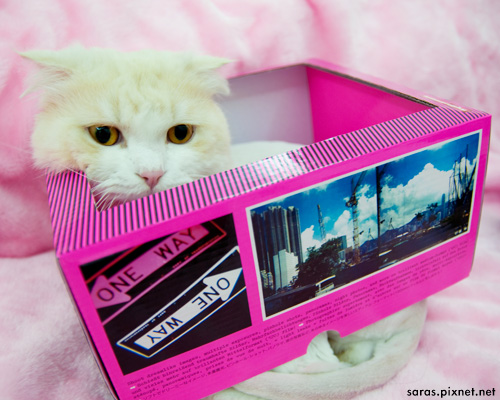 mrpink_004.jpg mrpink_004.jpg
