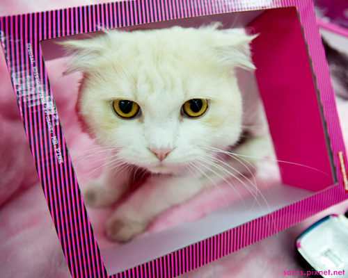 mrpink_005.jpg mrpink_005.jpg