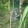 06木柵動物園~無尾熊