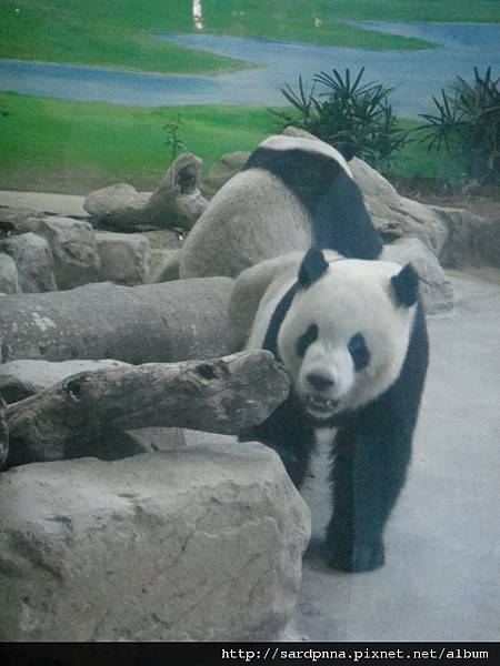 06木柵動物園~貓熊區  (11)