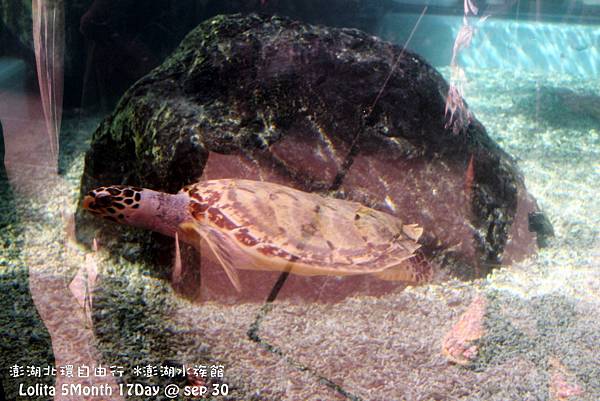 2012 9 30 澎湖水族館 (3)