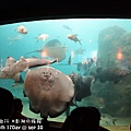 2012 9 30 澎湖水族館 (66)