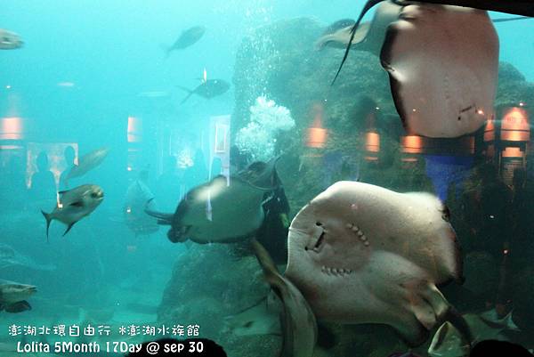 2012 9 30 澎湖水族館 (69)