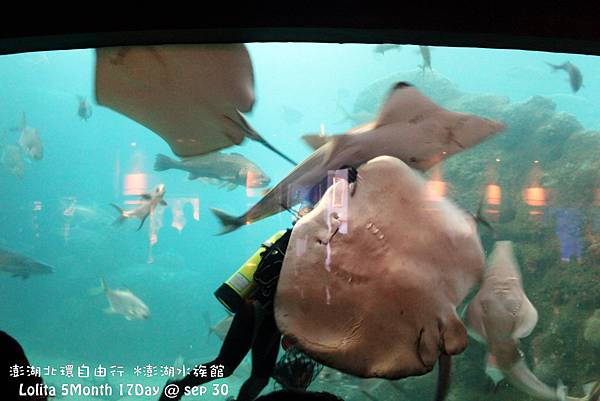 2012 9 30 澎湖水族館 (74)