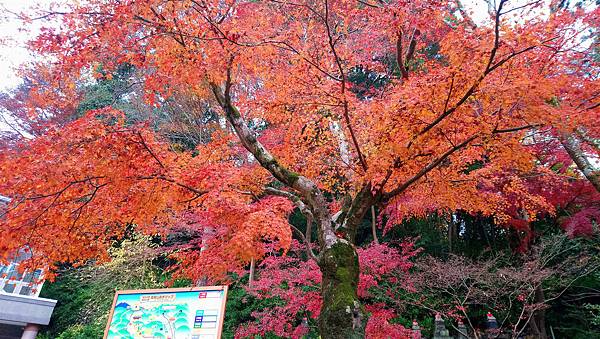 DSC_0280_副本.jpg DSC_0280_副本.jpg