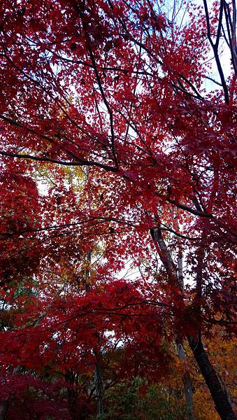 DSC_0349_副本.jpg DSC_0349_副本.jpg