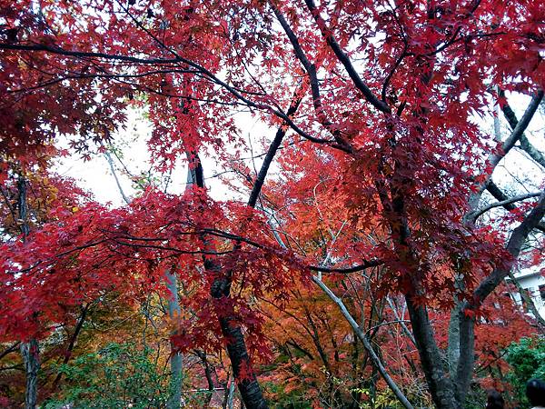 20181129_134257_副本.jpg 20181129_134257_副本.jpg