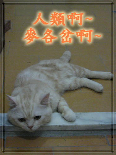 YOYO tired YOYO tired