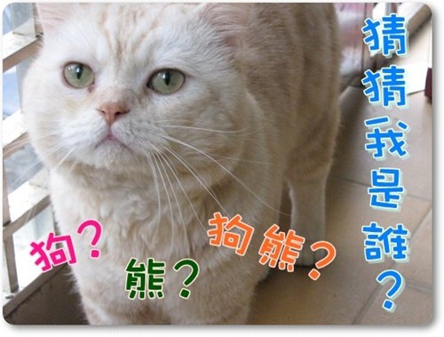 猜猜我像誰1