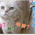 猜猜我像誰1