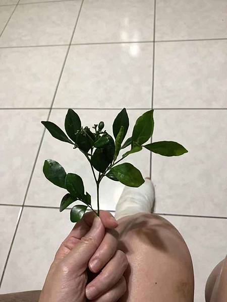 七里香.jpg 七里香.jpg