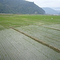 南安遊客中心對面的一大片稻田