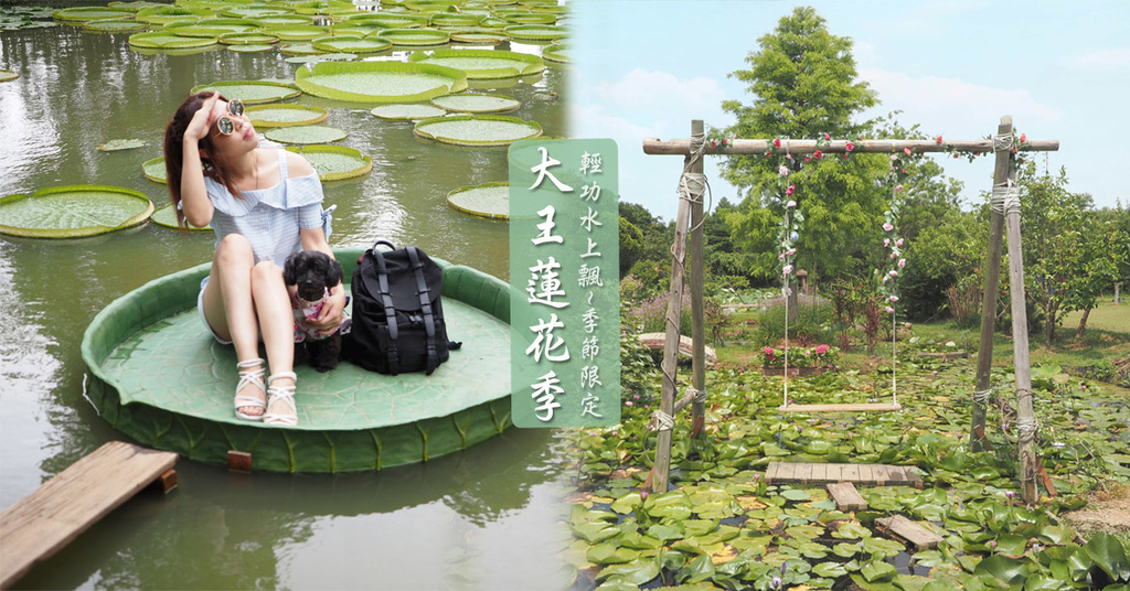 桃園蓮花季,蓮荷園,大王蓮,水濂洞主題,蓮花鞦韆,農事體驗DIY,毛小孩友善,桃園,觀音區,蓮花季,大王