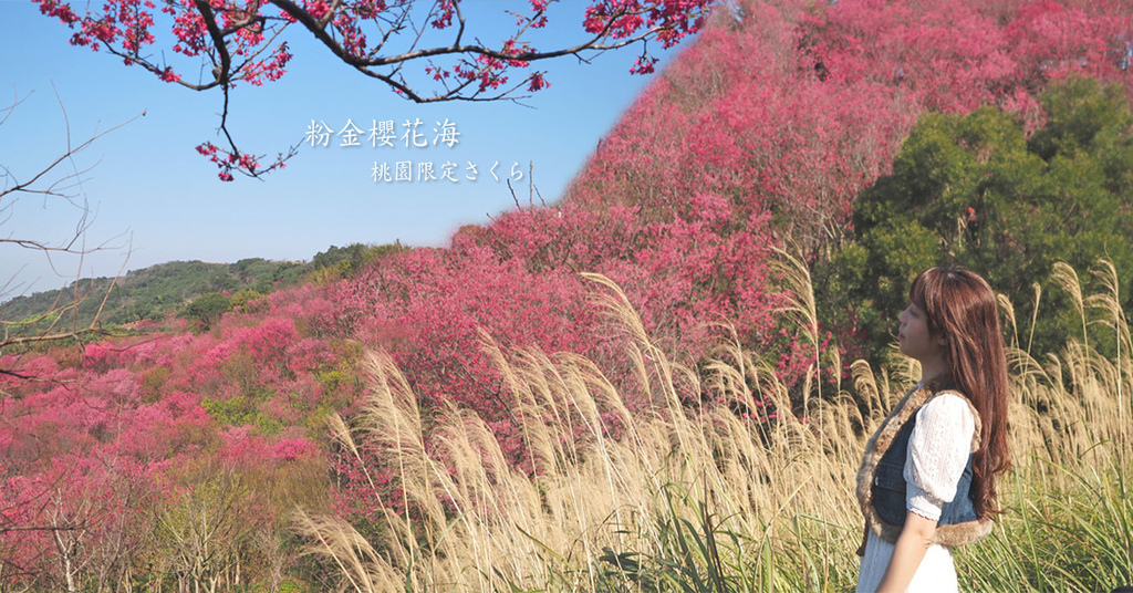 桃園限定粉金櫻花海在地人才知道的賞櫻祕境芒花櫻花茶園絕美夢幻 蔣妮の冰斗人生 食 旅 寵 樂 痞客邦