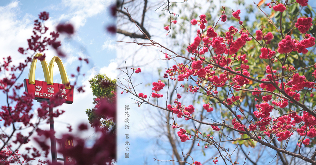 ,桃園,中壢區,公園,櫻花,親子,