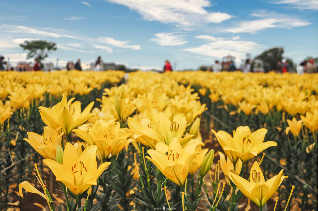 中壢海芋季海洋奇芋季20.jpg 中壢海芋季海洋奇芋季20.jpg