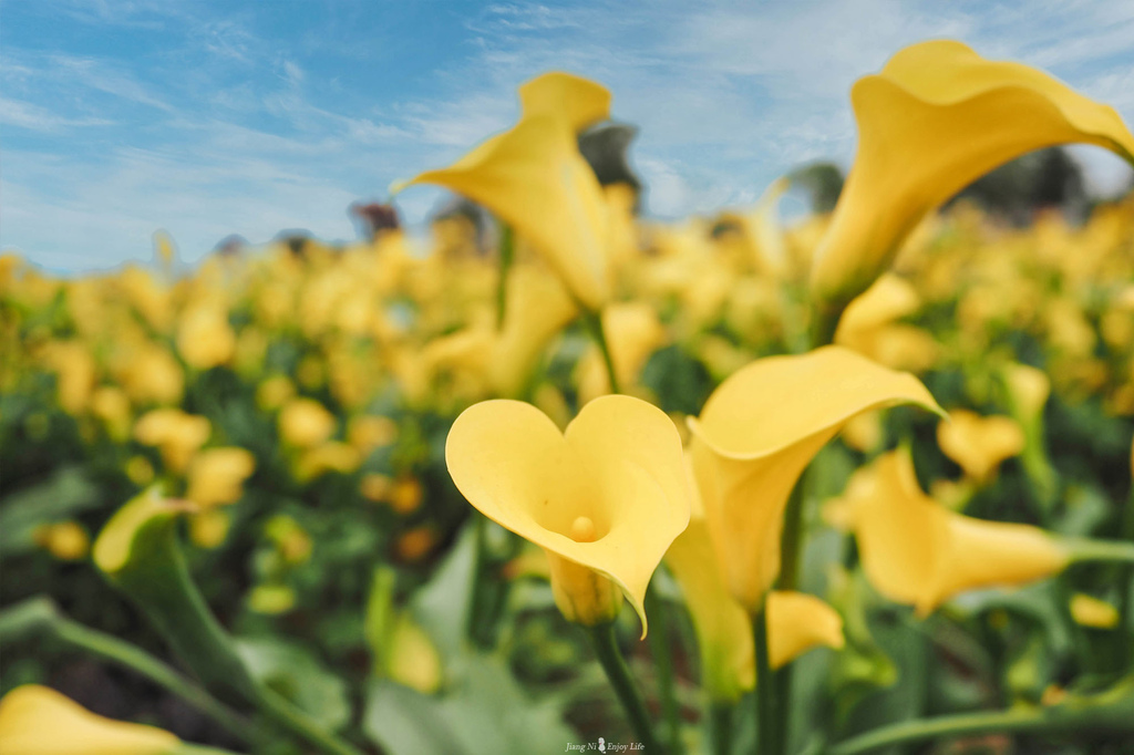 中壢海芋季海洋奇芋季19.jpg 中壢海芋季海洋奇芋季19.jpg