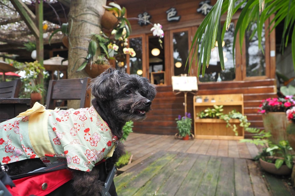 D%26;B綠色茶館青埔美食大園咖啡廳寵物友善 D%26;B綠色茶館青埔美食大園咖啡廳寵物友善