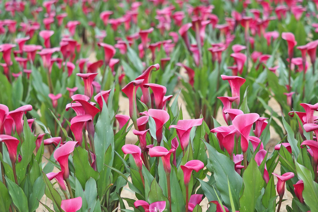 桃園海芋季中壢海洋奇芋季大園景點